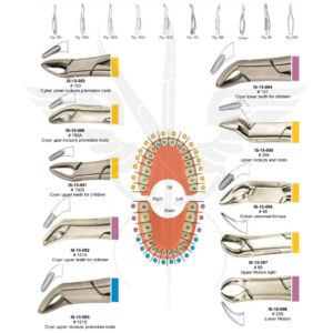 EXTRACTING FORCEPS ( American Pattern) .