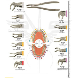 EXTRACTING FORCEP ENGLISH PATTERN
