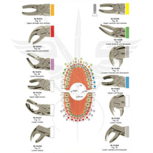 EXTRACTING FORCEPS ( English Pattern)