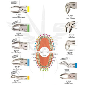 EXTRACTING FORCEPS ( English Pattern)